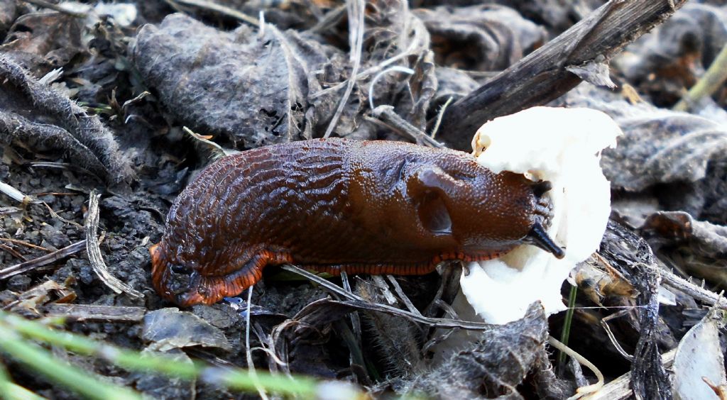 ancora Arion vulgaris